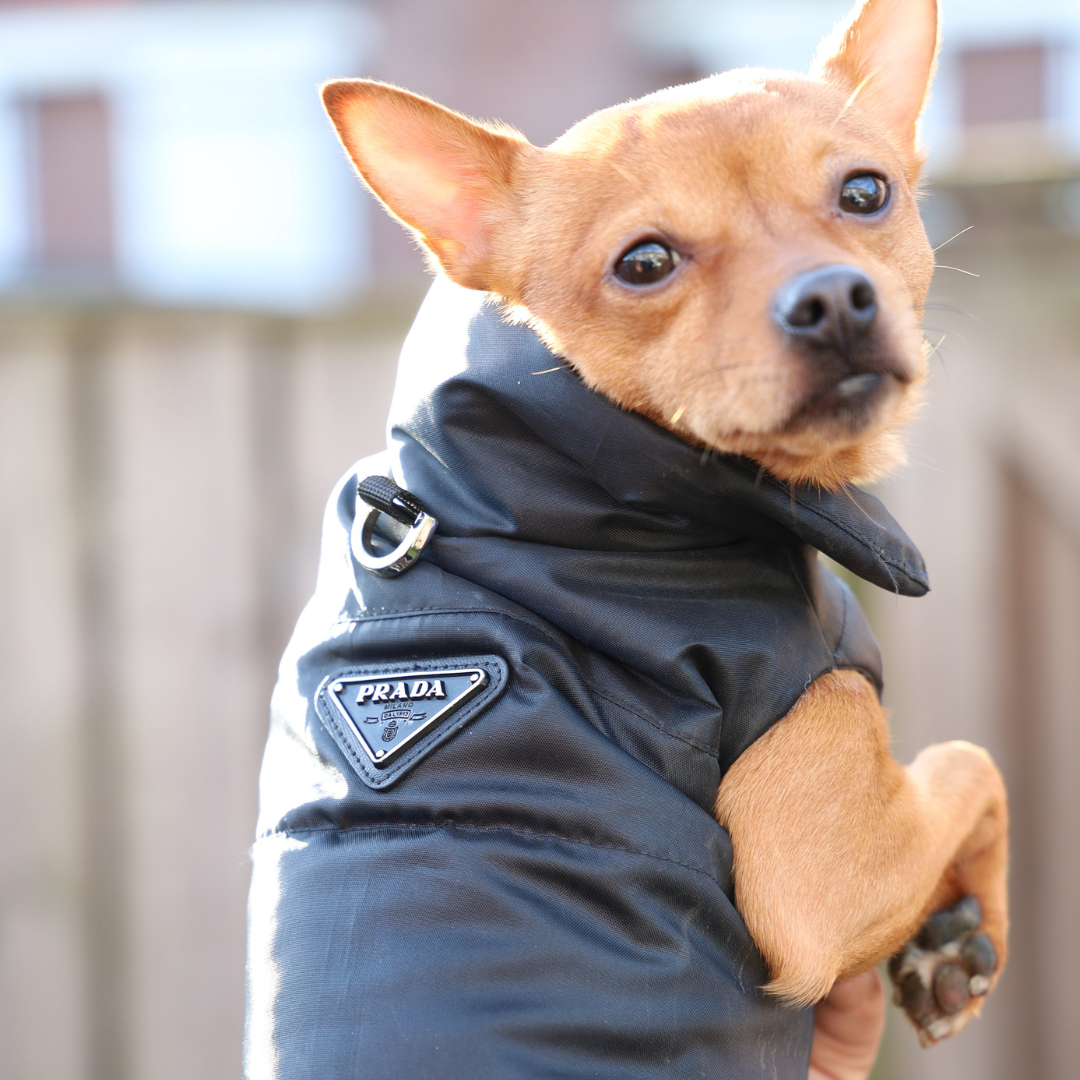 Bodywarmer - Zwart