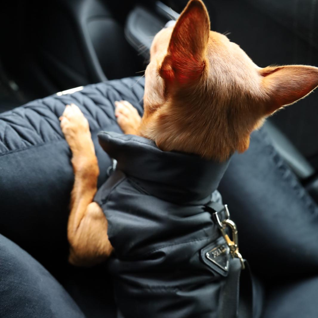 Bodywarmer - Zwart