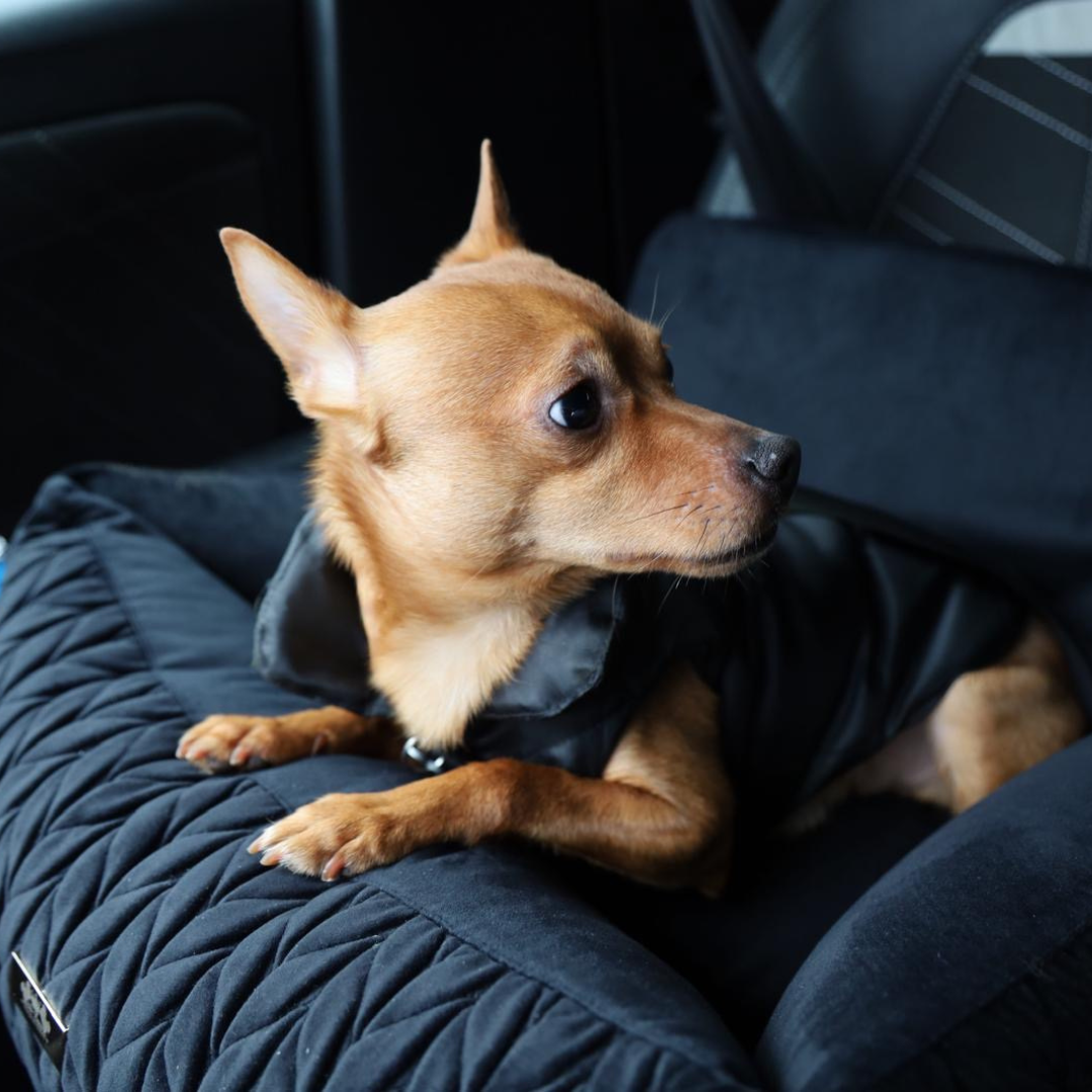 Athena Autostoel voor Honden - Zwart Velours
